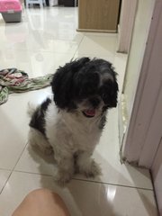 Lost Shih Tzu - Shih Tzu Dog