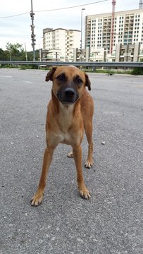 Handsome &amp; Cheeky Boy  - Mixed Breed Dog