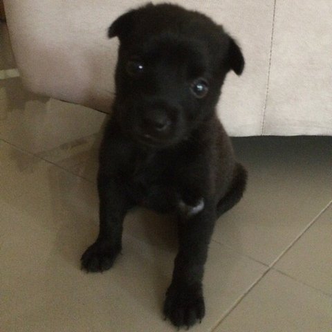 Baby - Mixed Breed Dog