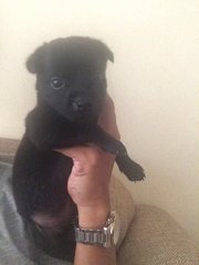 Baby - Mixed Breed Dog