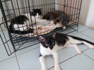 Oggy - Domestic Short Hair + Korat Cat