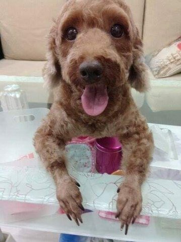 Honey  - Poodle Dog