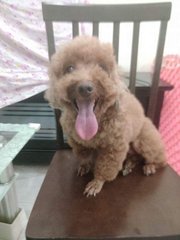 Honey  - Poodle Dog