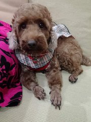 Honey  - Poodle Dog