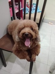 Honey  - Poodle Dog