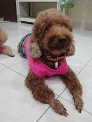 Honey  - Poodle Dog