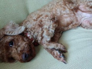 Honey  - Poodle Dog