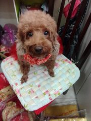 Honey  - Poodle Dog