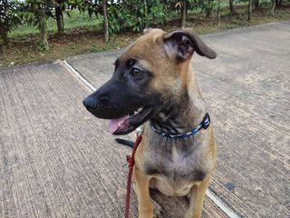 Wally - Mixed Breed Dog