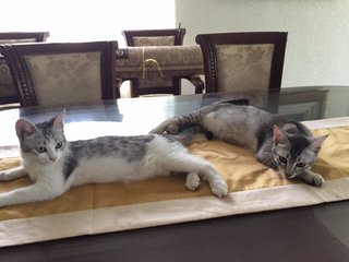 Both of them on the dining table.