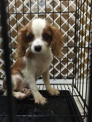 Cavalier King Charles Spaniel - Cavalier King Charles Spaniel Dog