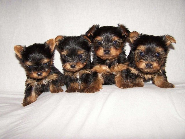 Yorkshire Terrier Yorkie - Yorkshire Terrier Yorkie Dog