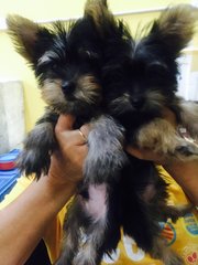 Yorkshire Terrier Yorkie - Yorkshire Terrier Yorkie Dog