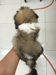 Shih Tzu - Shih Tzu Dog