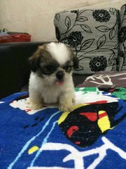 Shih Tzu - Shih Tzu Dog