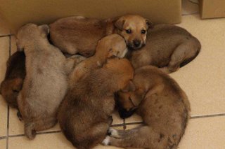 Rescue day (1 month old - she's the little one in the middle)