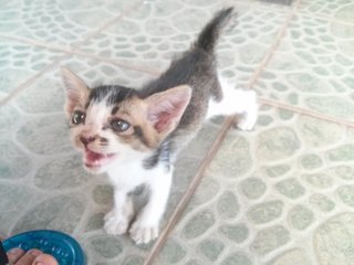 Musang The Big Ears - Domestic Short Hair Cat