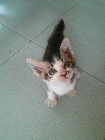 Musang The Big Ears - Domestic Short Hair Cat