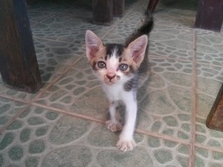 Musang The Big Ears - Domestic Short Hair Cat