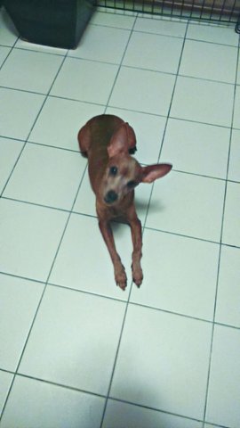 Yong Yong - Miniature Pinscher Dog