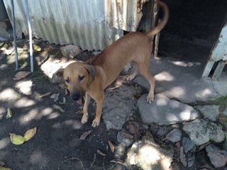 Brownie - Mixed Breed Dog