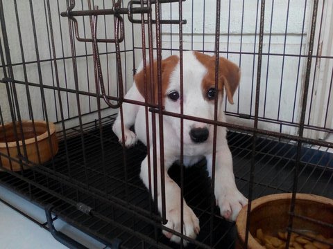 Snoopy - Mixed Breed Dog