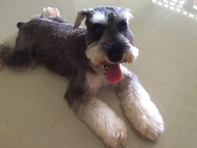 Jerry - Schnauzer Dog