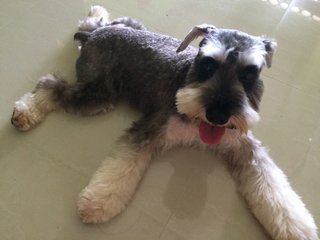 Jerry - Schnauzer Dog