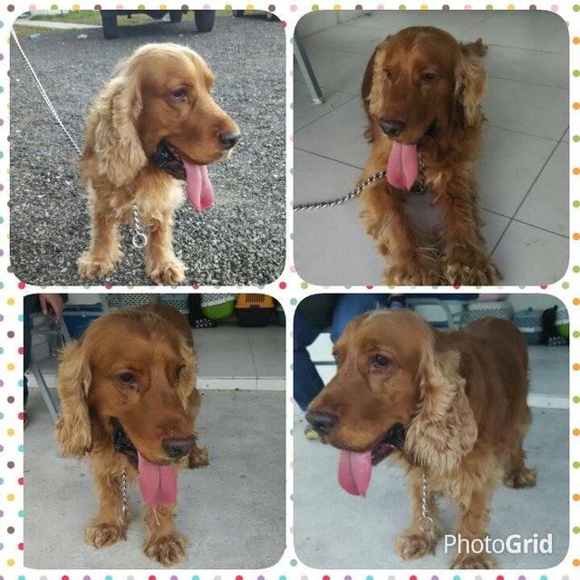 Kingston  - English Cocker Spaniel Dog