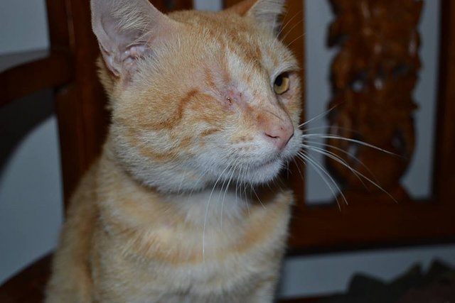 Tuah - Domestic Short Hair Cat