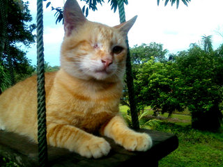 Tuah - Domestic Short Hair Cat