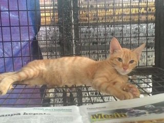 Orangey - Domestic Short Hair Cat