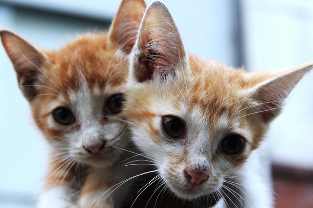 Max &amp; Min - Domestic Short Hair + Oriental Short Hair Cat