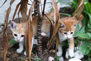 Hanging in the Garden