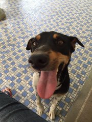 Rocki - Doberman Pinscher Mix Dog