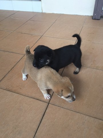 Puppies  - Mixed Breed Dog