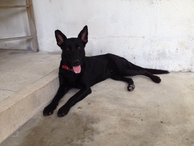 Ebby - German Shepherd Dog + Labrador Retriever Dog