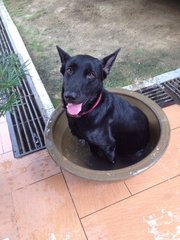 Ebby - German Shepherd Dog + Labrador Retriever Dog