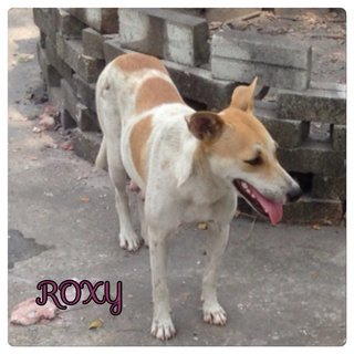 Roxy, is their mother whc i will arrange for spaying once her babies adopted. 