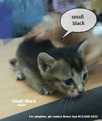 (Adopted) Renee - Small Black - Domestic Short Hair Cat
