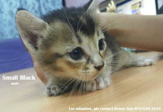 (Adopted) Renee - Small Black - Domestic Short Hair Cat