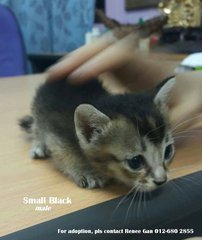(Adopted) Renee - Small Black - Domestic Short Hair Cat