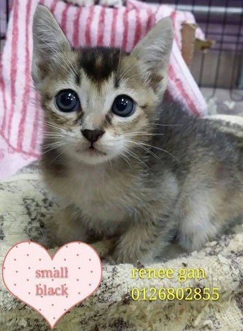 (Adopted) Renee - Small Black - Domestic Short Hair Cat