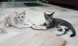 Jebat & Cleo