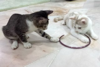 Jebat & Cleo