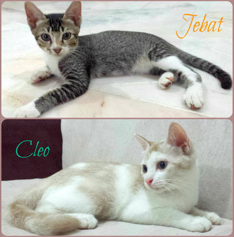 Jebat &amp; Cleo - Domestic Short Hair + Domestic Medium Hair Cat