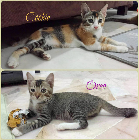 Cookie &amp; Oreo - Domestic Short Hair Cat