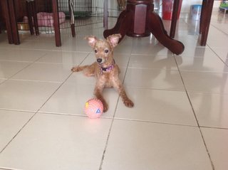 She has unique ears for a Poodle.