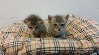 Gray Kittens - Domestic Short Hair Cat