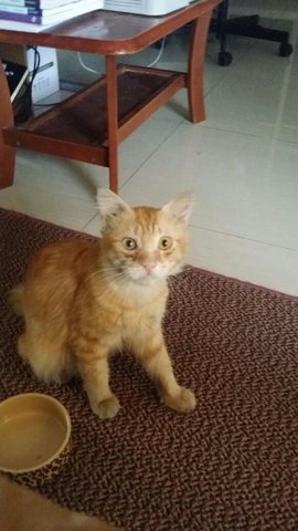 Bobby (Fiv+) - Domestic Medium Hair Cat